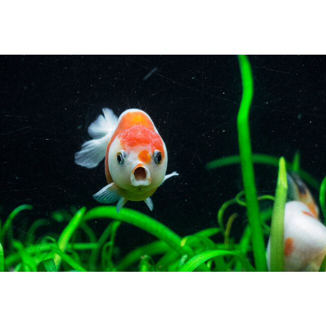 Sluierstaart Buffelrug Calico - Zonder rugvin