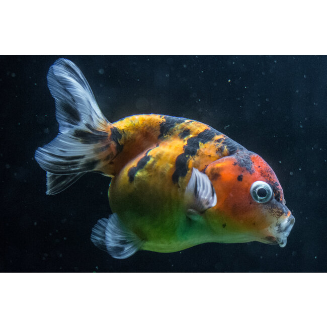 Sluierstaart Buffelrug Calico - Zonder rugvin