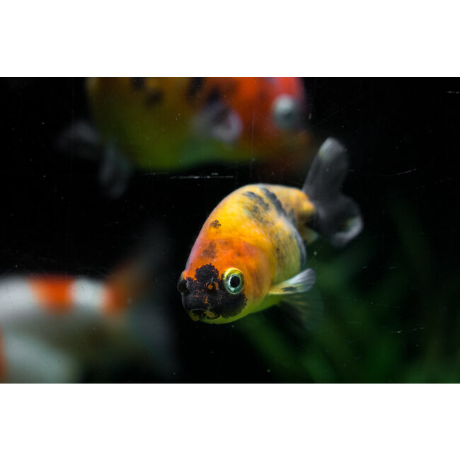 Sluierstaart Buffelrug Calico - Zonder rugvin