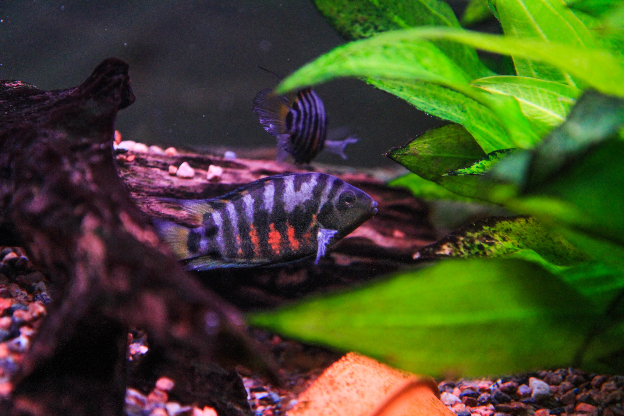 Amatitlania nigrofasciata - Zebra Cichlide - Aqua Natura
