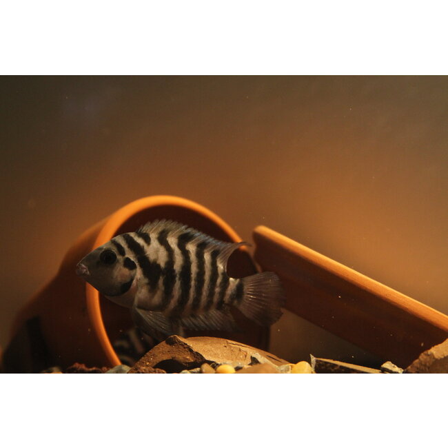 Amatitlania nigrofasciata - Zebra Cichlide