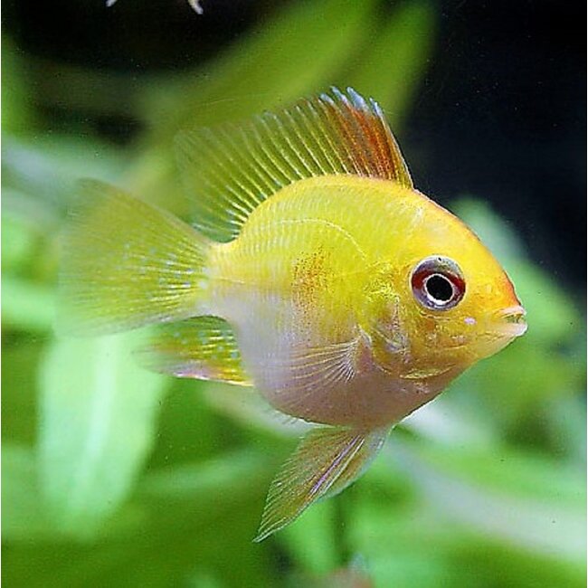 Antennebaars - Apistogramma Ramirezi "Gold Balloon"