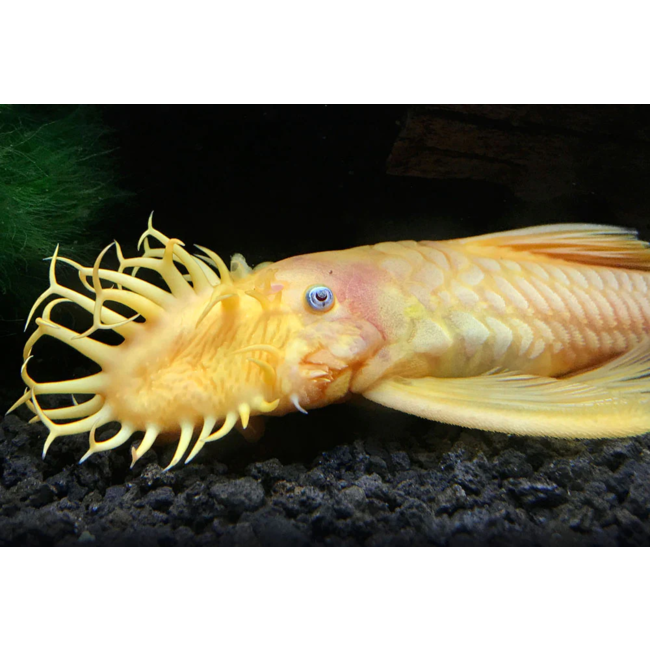 Ancistrus Temminckii (Gold / Blue Eyes) - Ancistrus Temmincki (L144)