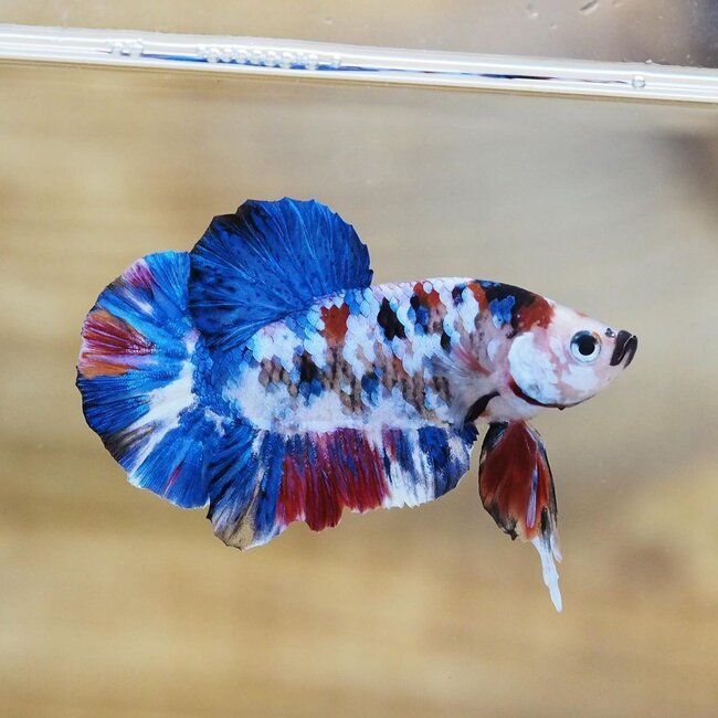 Betta Marble Plakat Koi Man - Betta Splendens