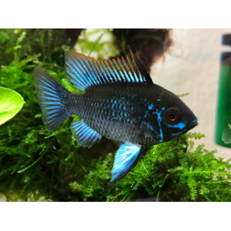 Apistogramma Ramirezi Dark Blue