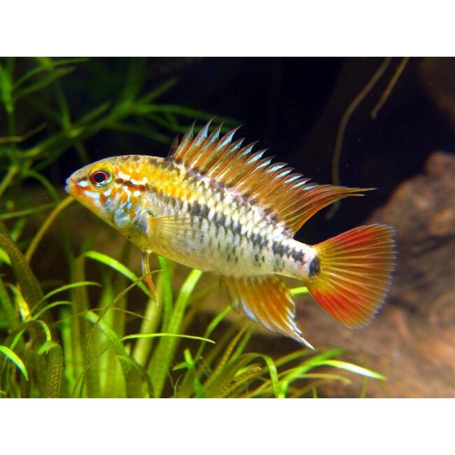 Apistogramma Viejita