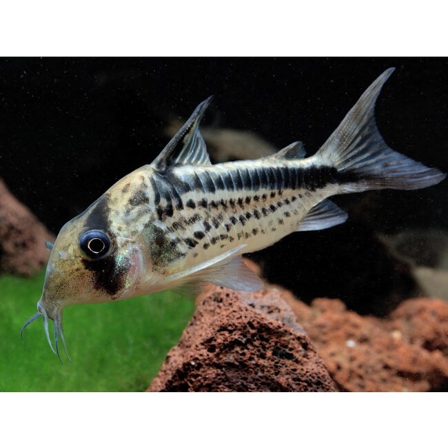 Corydoras Loxozonus