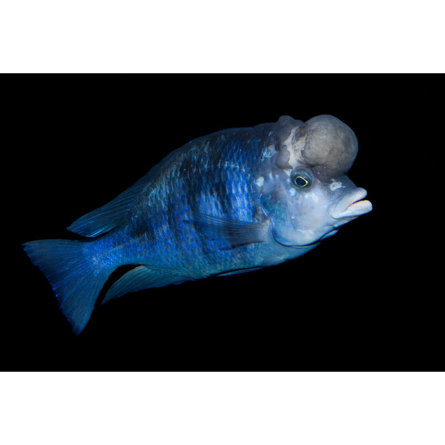 Dolfijncichlide - Cyrtocara Moorii