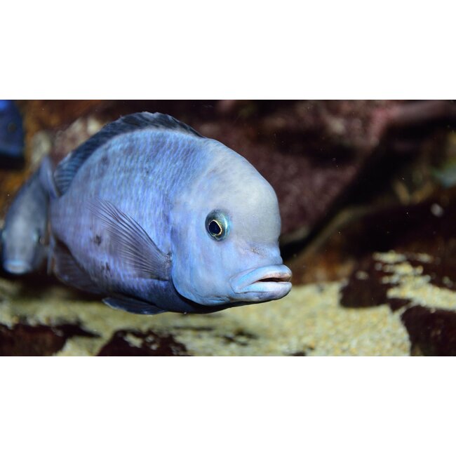 Dolfijncichlide - Cyrtocara Moorii