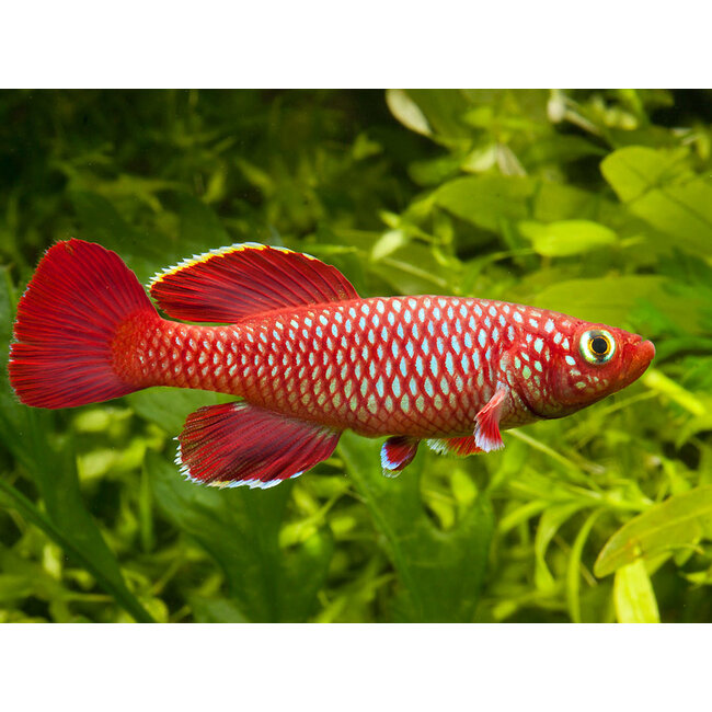 Nothobranchius Korthausae - Red Mafia Island