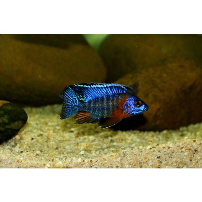 Aulonocara Hansbaenschi