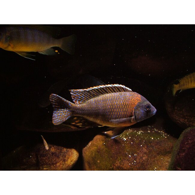 Aulonocara Hansbaenschi