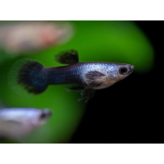 Guppy Man - Panda - Poecilia Reticulata