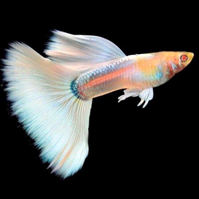 Guppy Koppel - Platinum Albino - Poecilia Reticulata