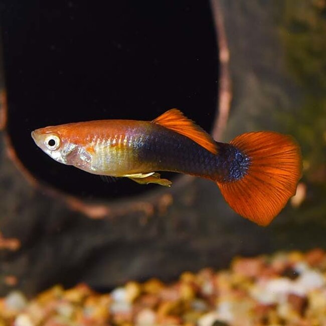 Guppy Man - Red Tuxedo - Poecilia Reticulata