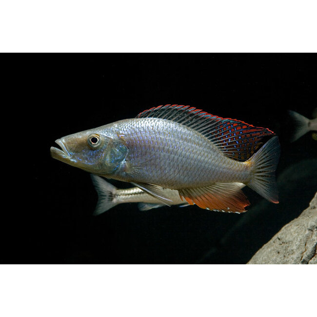 Dimidiochromis Compressiceps