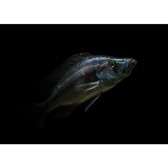 Dimidiochromis Compressiceps
