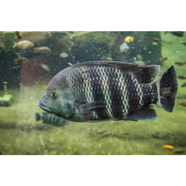 Zebra Tilapia Tilapia Buttikoferi Aqua Natura