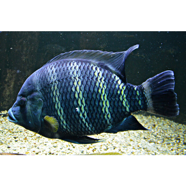 Zebra Tilapia - Tilapia Buttikoferi