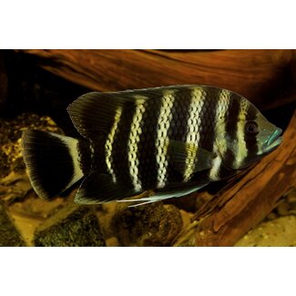 Zebra Tilapia