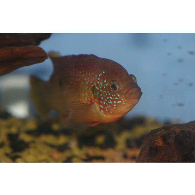 Rode Acara - Hemichromis Lifalili