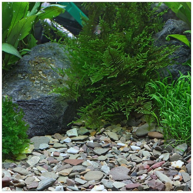 Dennerle Natural Gravel Rio Xingu -