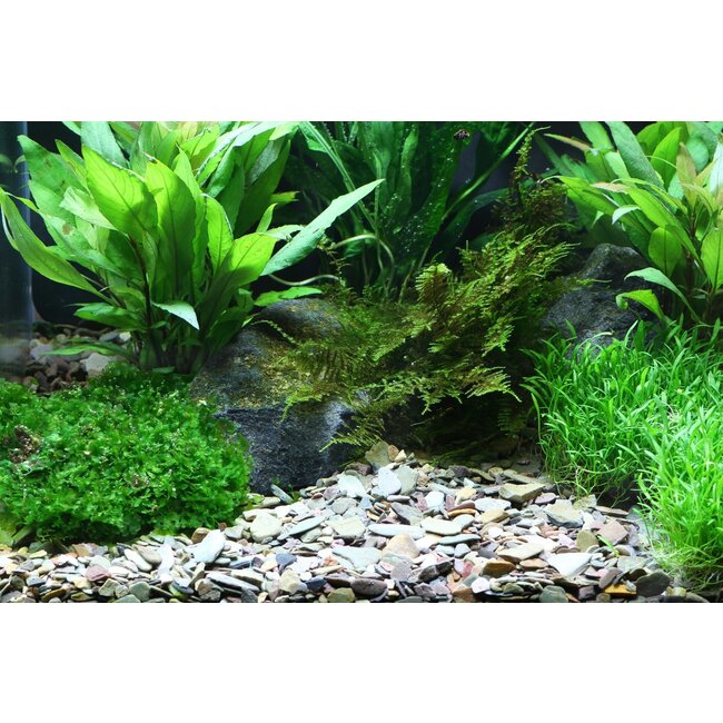 Dennerle Natural Gravel Rio Xingu -