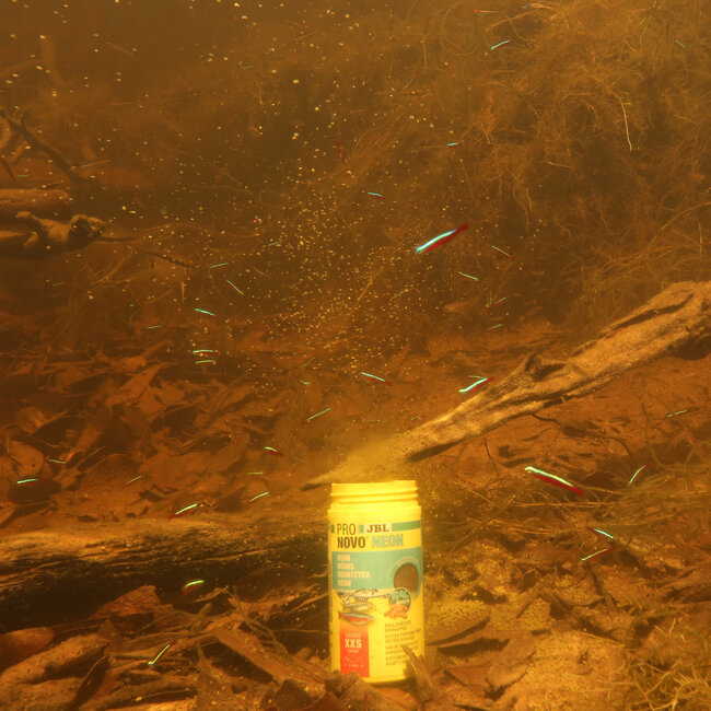 JBL Pronovo Neon Grano