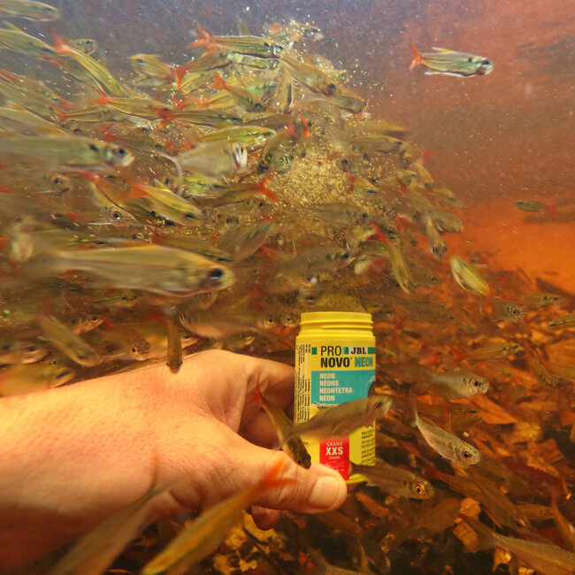 JBL Pronovo Neon Grano