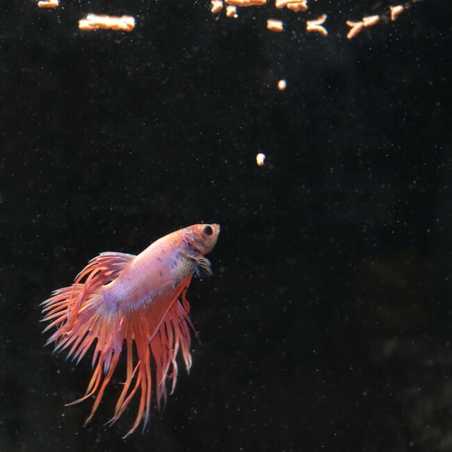 JBL Pronovo Betta Insect Stick S