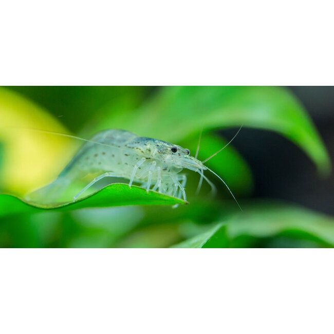 Japonica Garnaal - Caridina Multidentata