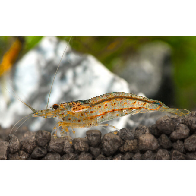 Japonica Garnaal - Caridina Multidentata