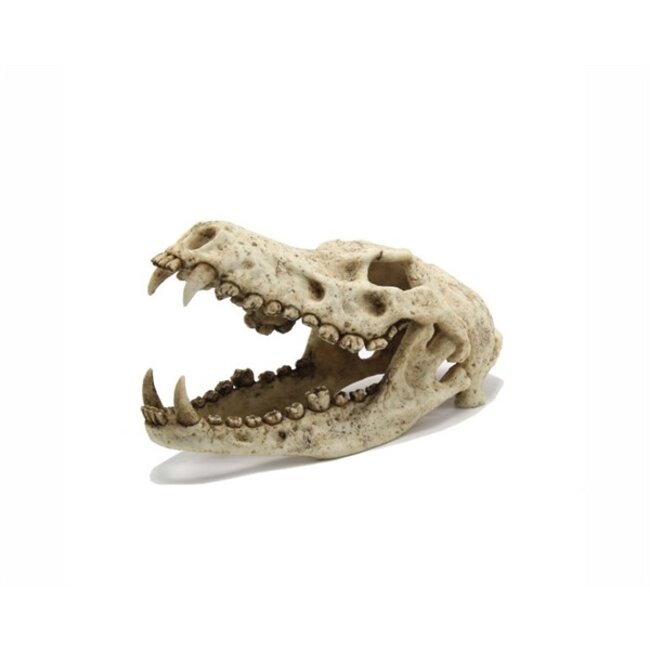 Blue Belle Pacific Wolf Skull