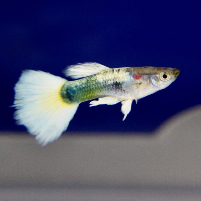 Guppy Man - White Tuxedo - Poecilia Reticulata