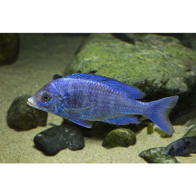 Mdoka White Lips - Placidochromis Phenochilus