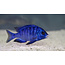 Mdoka White Lips - Placidochromis Phenochilus