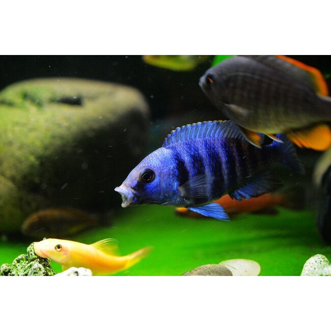 Mdoka White Lips - Placidochromis Phenochilus