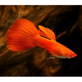 Guppy Man - Red Panda Albino Big Ear