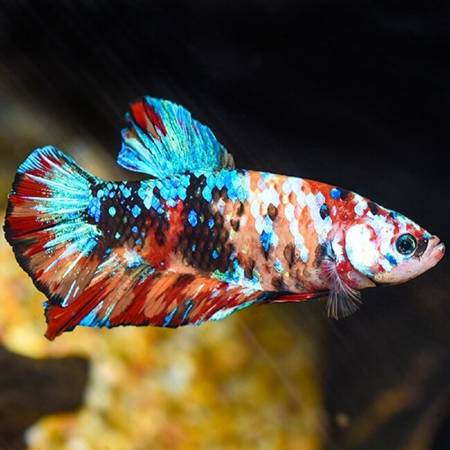 Giant Multicolor Betta - XL