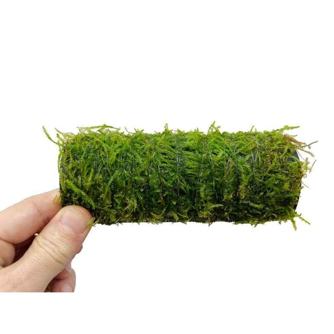 Superfish Deco Fish House Moss