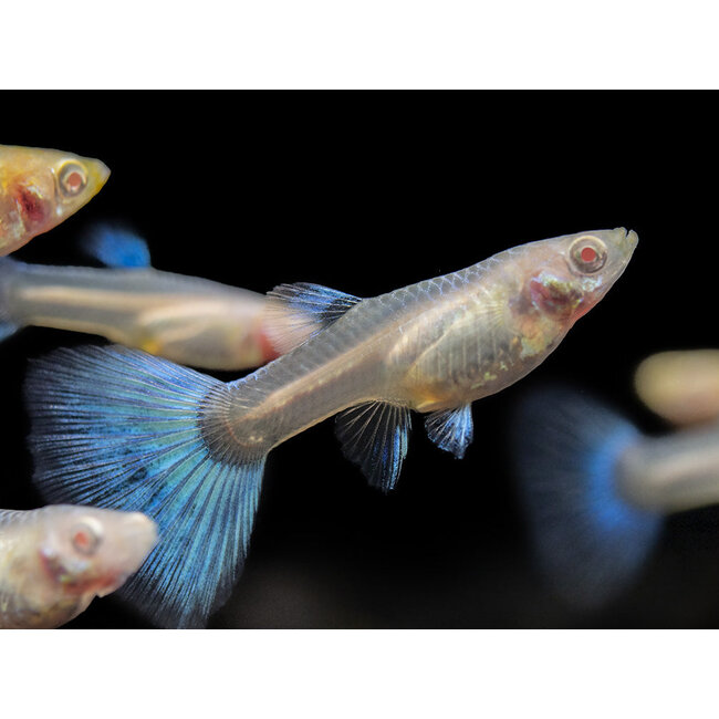 Guppy Man - Sky Blue Albino - Poecilia Reticulata