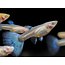 Guppy Man - Sky Blue Albino - Poecilia Reticulata