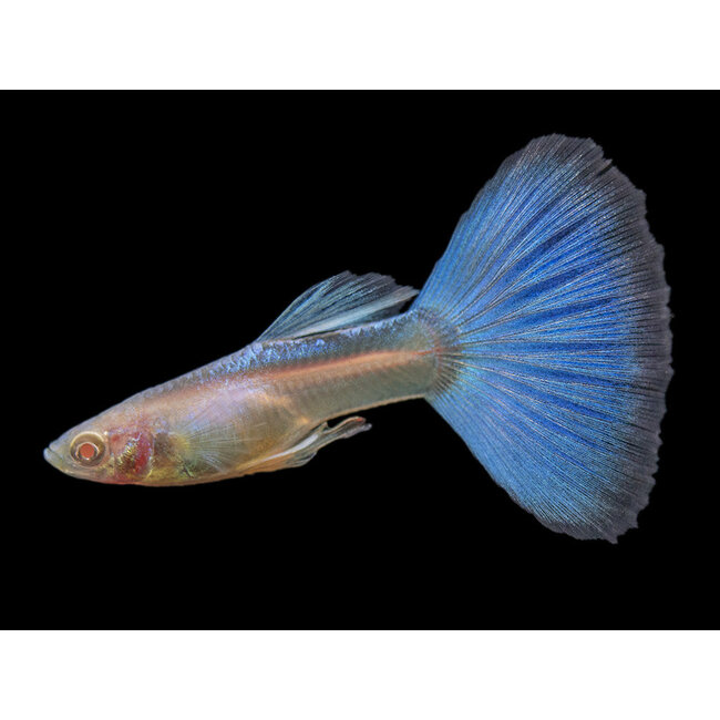 Guppy Man - Sky Blue Albino - Poecilia Reticulata