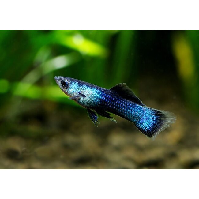 Guppy Man - Blue Panda - Poecilia Reticulata