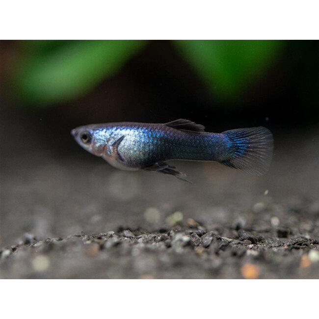 Guppy Man - Blue Panda - Poecilia Reticulata