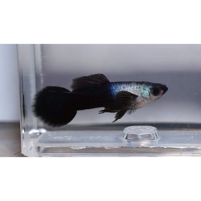 Guppy Man - Blue Panda - Poecilia Reticulata