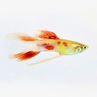 Guppy Man - Calico Lierstaart