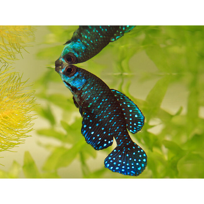 Cynolebias Nigripinnis - Killi / Tandkarper