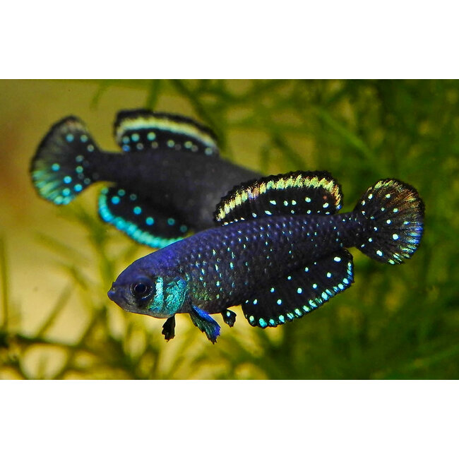 Cynolebias Nigripinnis - Killi / Tandkarper