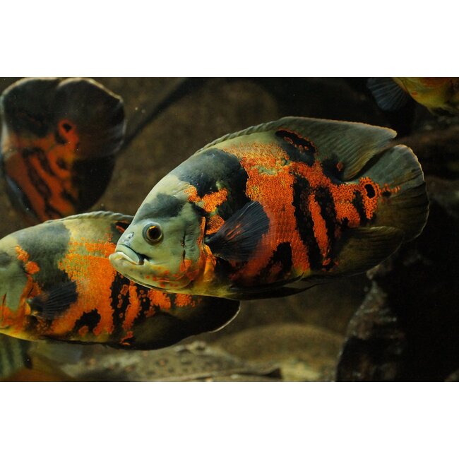 Pauwoog Cichlide - Astronotus Ocellatus